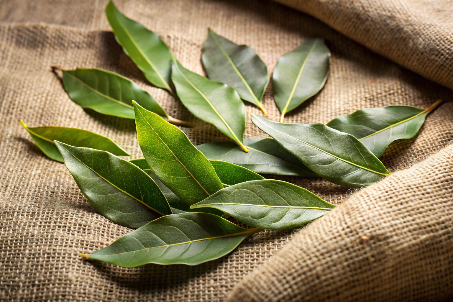 Feuilles de laurier fraîches étalées sur un tissu en lin, avec des reflets de lumière naturelle mettant en évidence leurs bords légèrement ondulés et leur surface lisse, dans un cadre champêtre sans aucun élément de marque